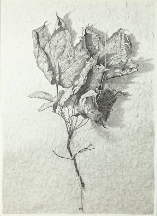 Ahornblatt, 2016, Martin Voigt