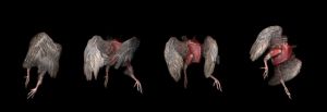 Bewegungsstudie Vogel, 2003, Edgar L.